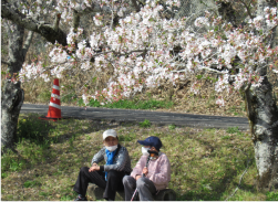 花見